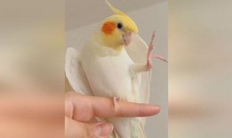 鹦鹉唱歌视频,人鸟共舞的和谐旋律